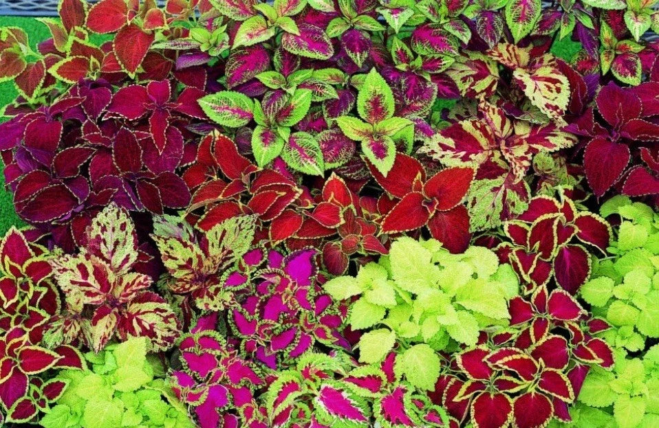 Coleus Seeds - Rainbow Mix - 100+ Seeds - Colorful Foliage - Coleus blumei