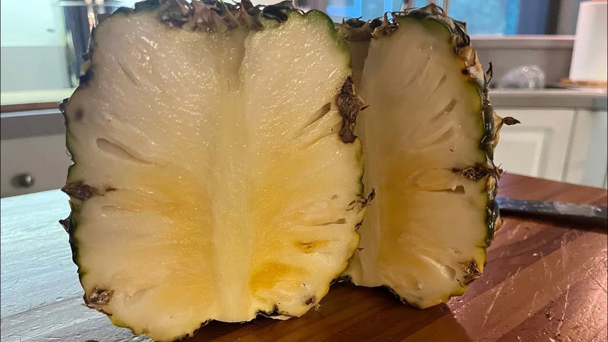 15+ Sugarloaf Pineapple Seeds for Planting - Ananas comosus - USA Grown, Ideal for Garden Cultivation