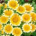 Garland Daisy Seeds 200+ Flowers Annual Yellow White Chrysanthemum (Chrysanthemum spp.) - Free Shipping