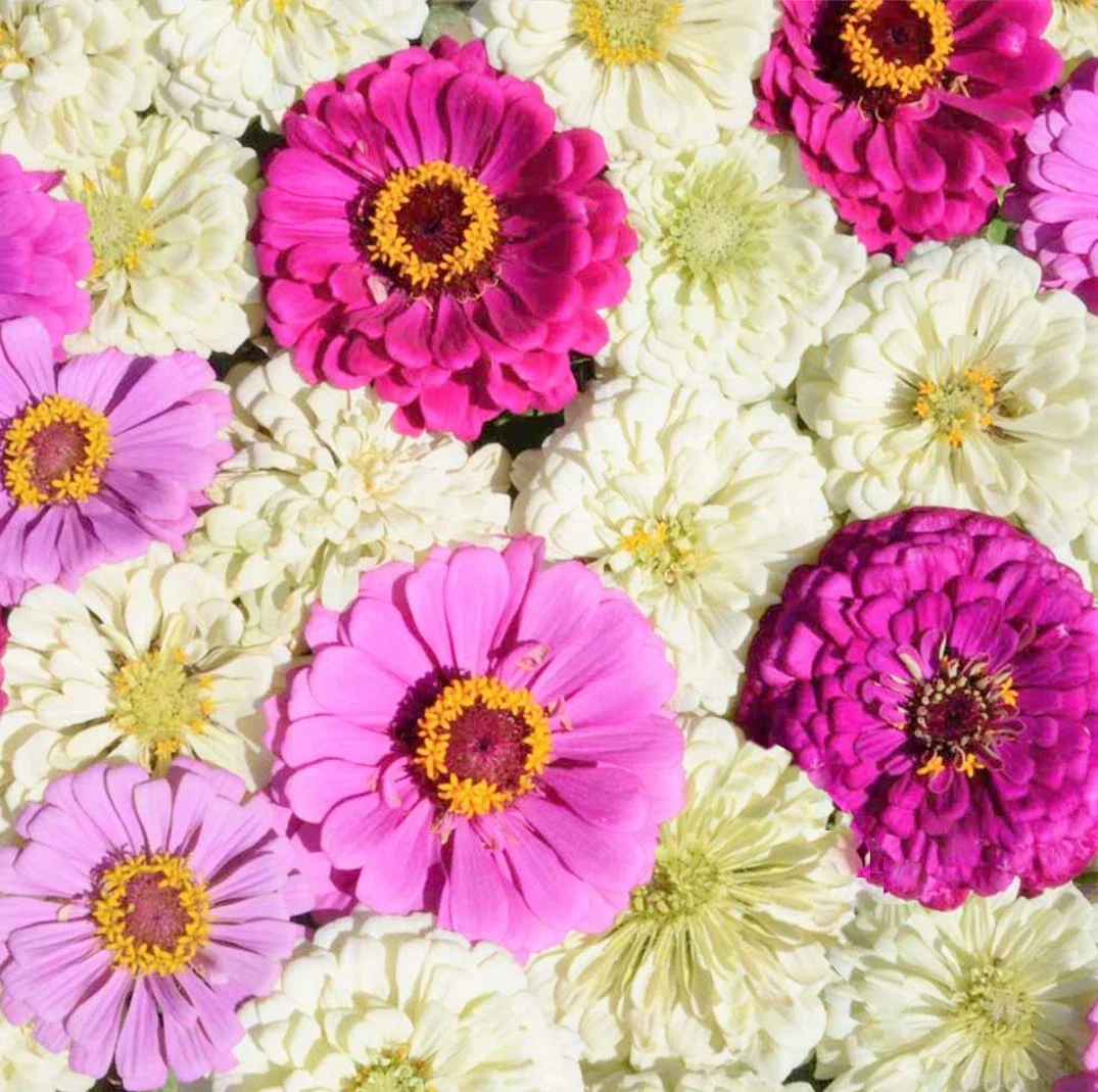 Zinnia Seeds Mix - Blueberry Cheesecake Variety - Purple, Lavender, White Flowers - 2025