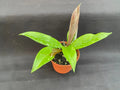 Hoya Pubicalyx 'Royal Hawaiian Purple' Rooted Plant 2.5" Pot