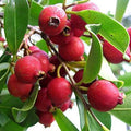 Strawberry Guava Seeds - 50+ Pack for Garden Planting - Psidium cattleyanum - USA Grown