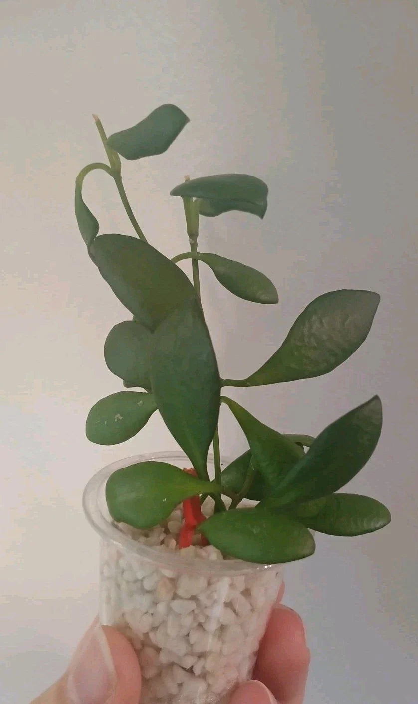 Hoya Heuschkeliana Cutting | Live Plant | Tropical Houseplant | Easy Care Indoor Plant