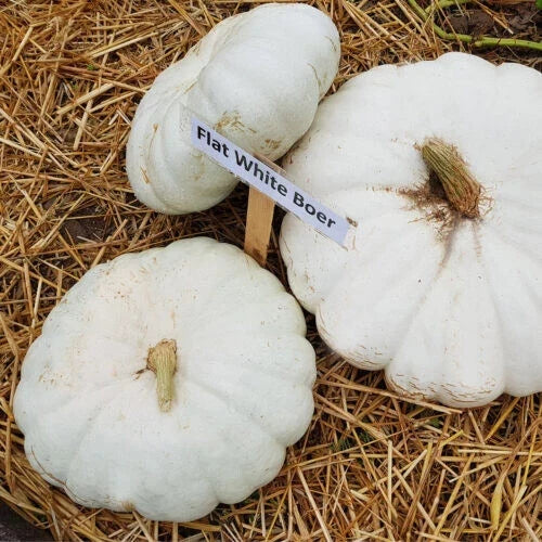 25+ Flat White Boer Pumpkin Seeds for Planting - Heirloom Variety - Cucurbita maxima - USA - Free Shipping