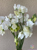 Spencer Ice Cream Sweet Pea Seeds - 50+ Count - Garden Planting - Lathyrus odoratus - USA