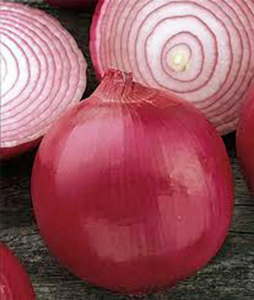 Onion Seeds 500 Count, Short Day Burgundy Red Heirloom, Non-GMO, Allium cepa