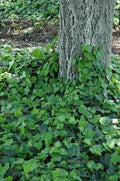 Baltic Ivy Sub Zero 3 Rooted Cuttings - Climbing Vine Ground Cover (Hedera helix)