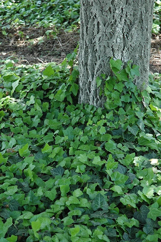 Baltic Ivy Sub Zero 3 Rooted Cuttings - Climbing Vine Ground Cover (Hedera helix)