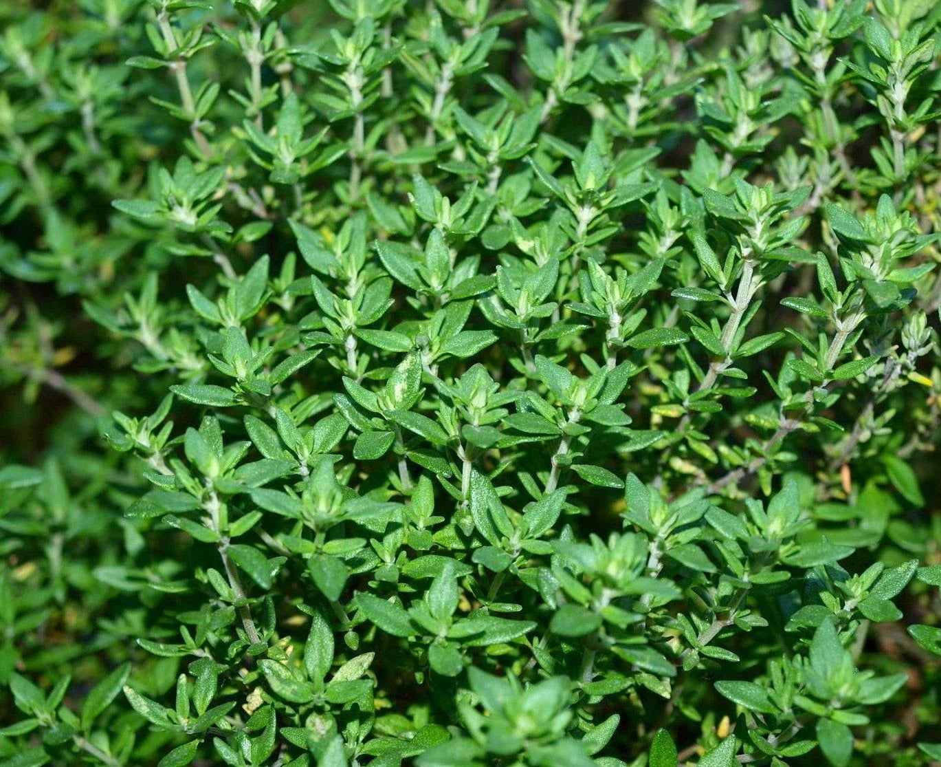 Thyme Herb Seed Pack - 750+ Fresh Seeds - Culinary Herb for Cooking (Thymus vulgaris)