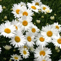 Shasta Daisy Seeds - 200+ Heirloom Seeds for Cut Flowers - Chrysanthemum Maximum Perennial