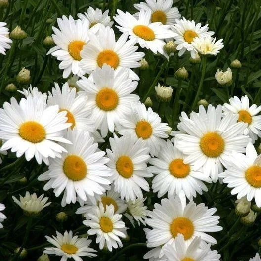 Shasta Daisy Seeds - 200+ Heirloom Seeds for Cut Flowers - Chrysanthemum Maximum Perennial