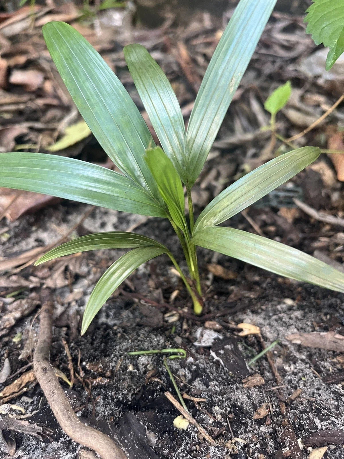 Christmas Palm Seedlings - 2 Bare Rooted Seedlings - Adonidia Merrilli - Tropical Indoor/Outdoor Plant