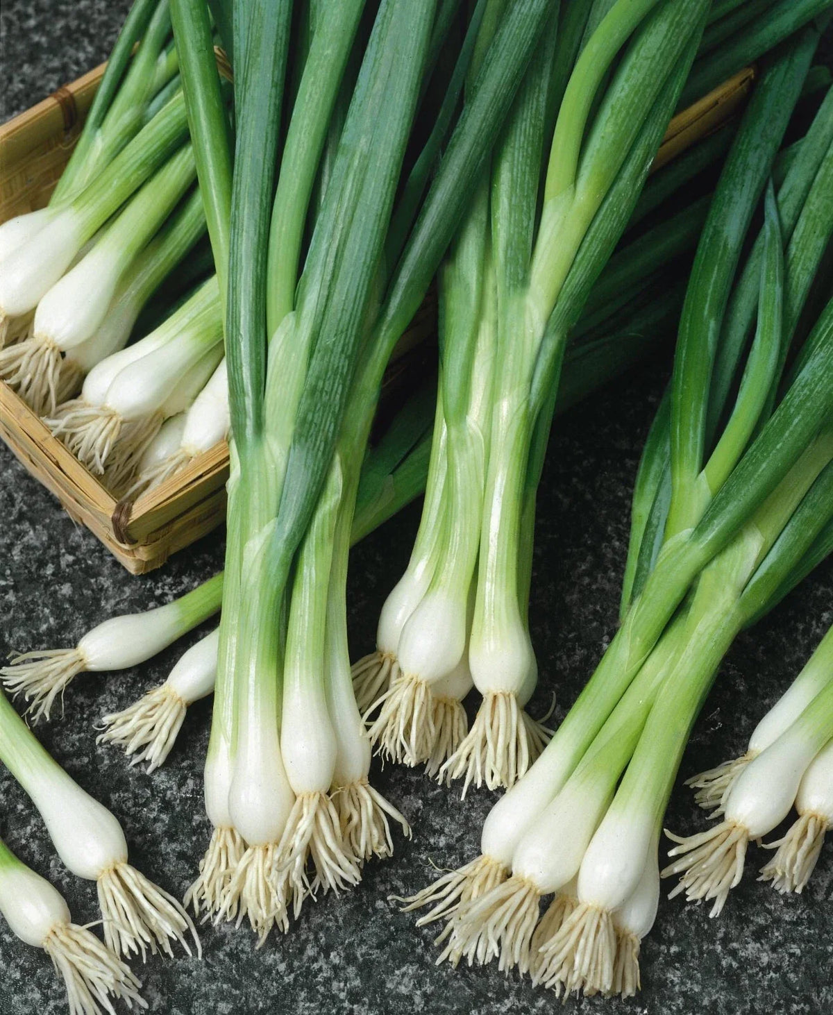 White Lisbon Onion Seeds - 250+ Non-GMO Scallion/Bunching - Heirloom Variety - Fresh Onion Seeds for Planting