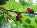Organic Raspberry Mint Cherry Mulberry Tea Leaves - Natural Herbal Medicine Blend for Wellness