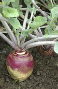 Rutabaga Seeds 500 Count American Purple Top Heirloom Bulk 168,000 Seeds Large Yields Brassica napus