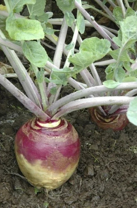 Rutabaga Seeds 500 Count American Purple Top Heirloom Bulk 168,000 Seeds Large Yields Brassica napus