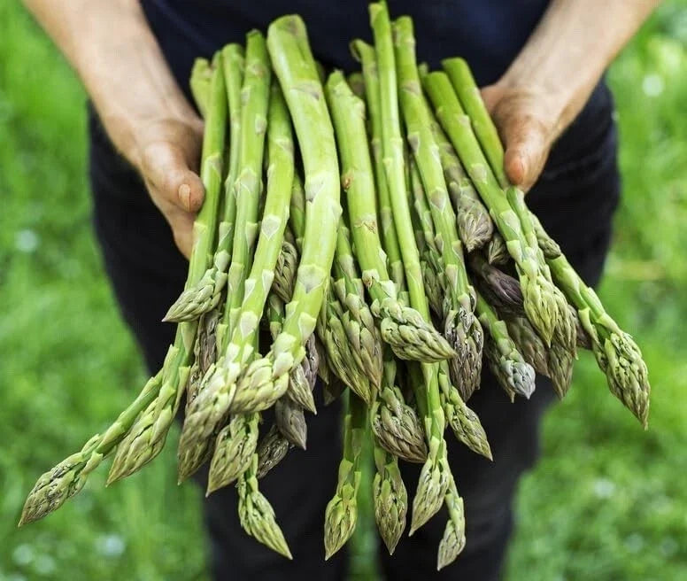 Jersey Giant Asparagus 5 Bare Root Plants 2-Year Crowns - Asparagus officinalis