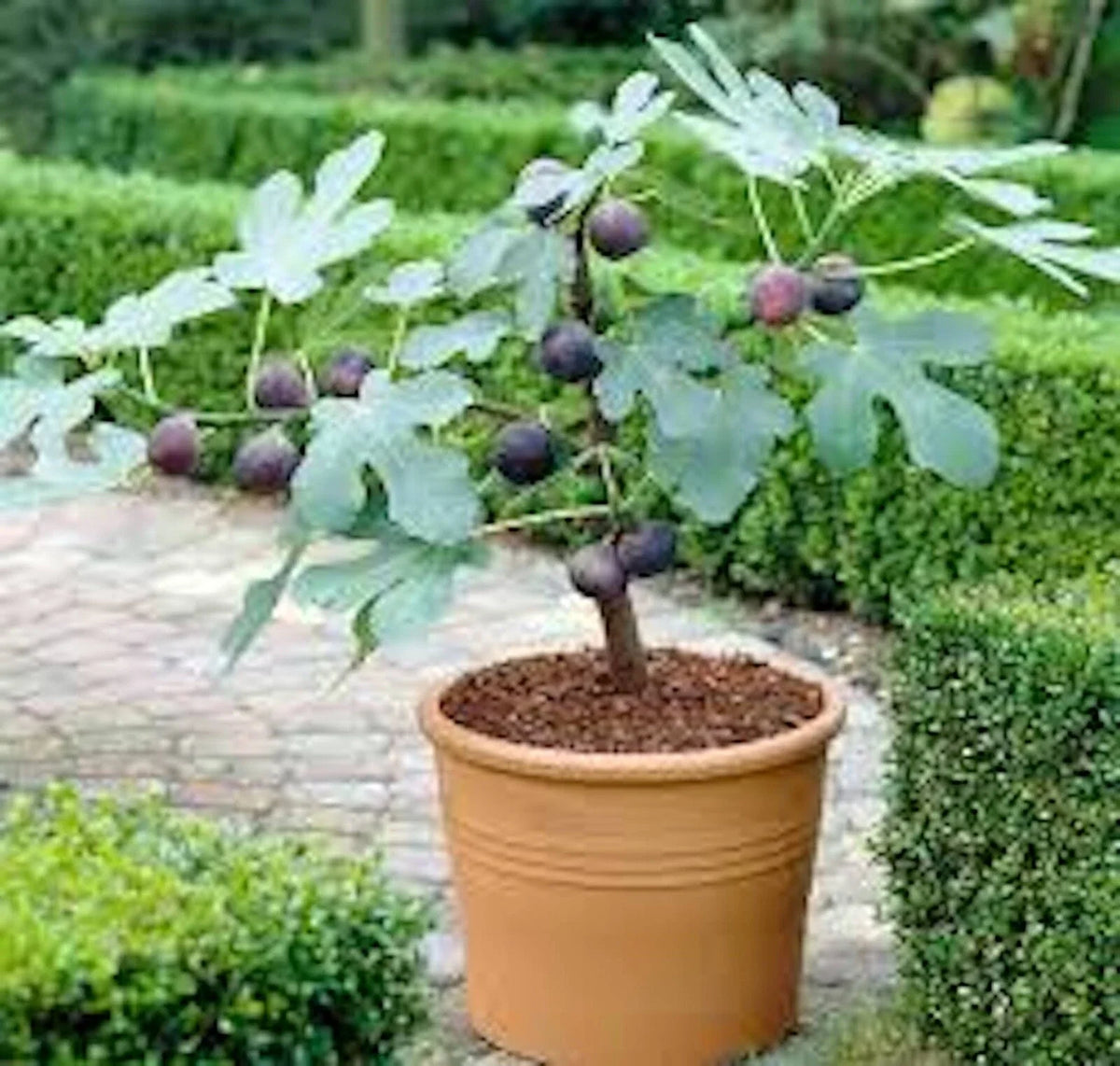Fignomenal Dwarf Fig Tree Starter Plant - Self-Fertile, Compact 28” Tall, Medium Brown Figs (Ficus carica)