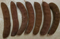 Fresh Texas Ebony Tree Seed Pods with Seeds - Ebenopsis ebano Bonsai Supplies