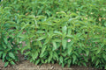 Lime Basil Seeds - 100-1000 Count - Hairy Variety with High Citrus Oil Content (Ocimum basilicum)