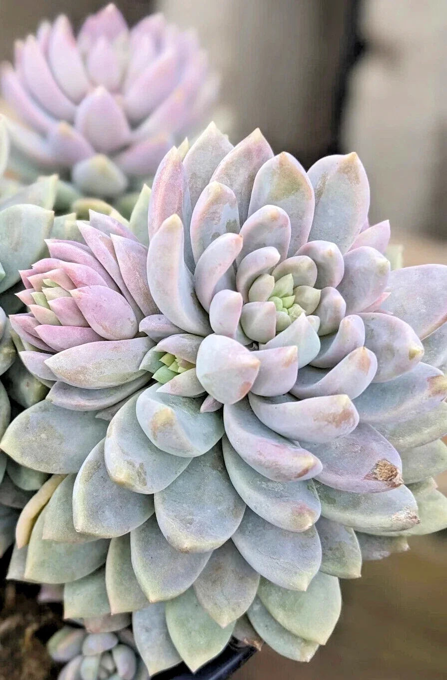 Sedeveria 'Lilac Mist' - 4" Diameter Rare Hybrid Succulent Plant - Unique Colorful Foliage