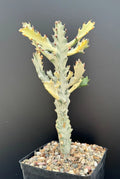 Euphorbia Lactea Variegated White Ghost - Rare Succulent Rooted Plant - 11" Pot Size - Unique Houseplant Decor