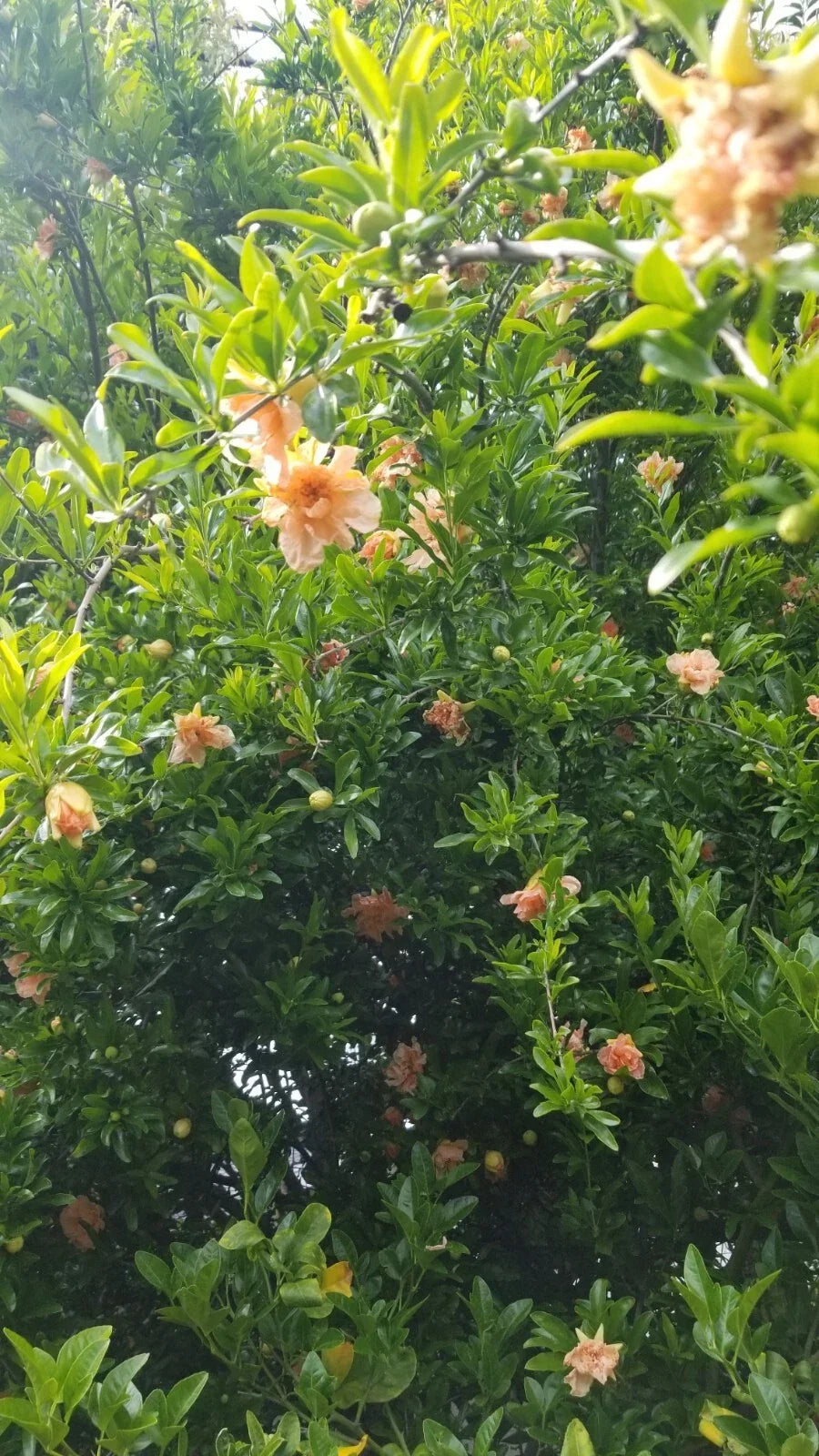 Peach Ornamental Pomegranate Cuttings - 10 Pcs - Punica granatum Variety
