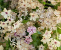 Phlox Seeds - 25 Cream Brulee Fragrant Flower Seeds - Phlox paniculata