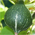 Green Hubbard Squash Seeds - 20+ Count - Heirloom Vegetable Seeds for 2025 Planting - Cucurbita maxima