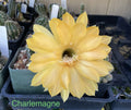 Echinopsis Schick Hybrids Cactus Plant - Rooted Succulent Variety - Charlemagne
