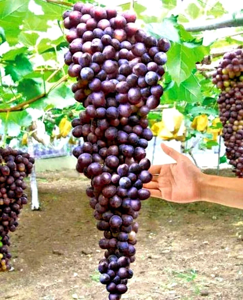 Giant Bunch Grapes Cuttings - 3x3 Green Cuttings in Blue, Yellow, Pink Varieties for Rooting Procedure - Vitis vinifera