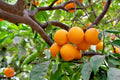 California Navel Orange Fruit Tree Scions Cuttings 6-8in for Rooting/Grafting Citrus sinensis