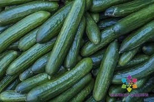 Diva Cucumber Seeds - 25+ Pack for Garden Planting - Cucumis sativus - USA Grown, Non-GMO