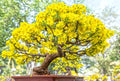 Apricot Bonsai Tree Seeds - 3 Large Seeds for Planting - Yellow Flowers - Prunus armeniaca