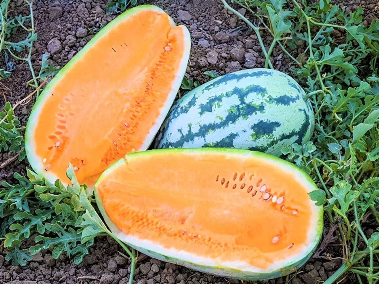 Tendersweet Orange Watermelon Seeds - Heirloom, NON-GMO, 100+ Seeds - Citrullus lanatus