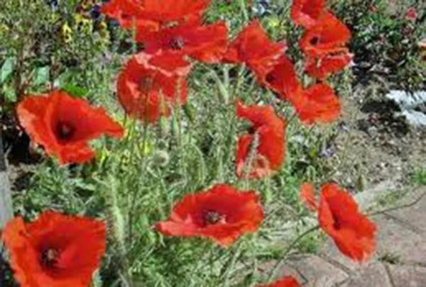 CORN POPPY SEEDS 100+ Brilliant Red Flower Seeds, Papaver rhoeas, Beautiful Red Blooms