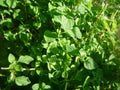 Thyme Herb Seeds - Common Variety, Thymus vulgaris, Tracking Included