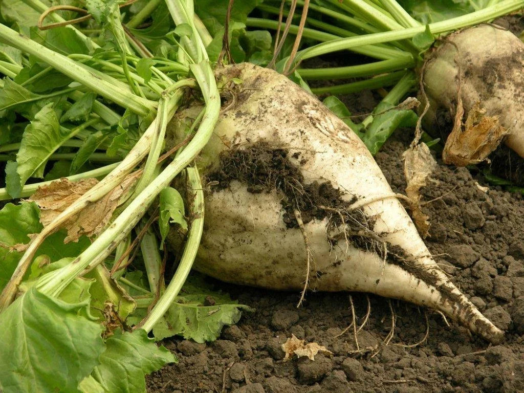 Sugar Beet 100 Seeds - Fresh Organic Beet Seed for Planting - Beta vulgaris