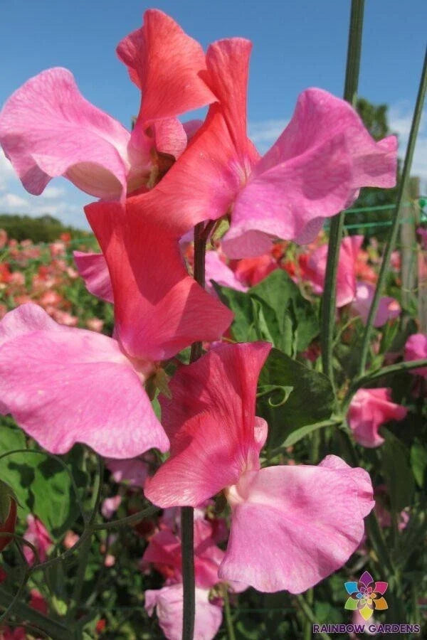 Duo Salmon Sweet Pea 50 Seeds - for Garden Planting - Lathyrus odoratus - USA