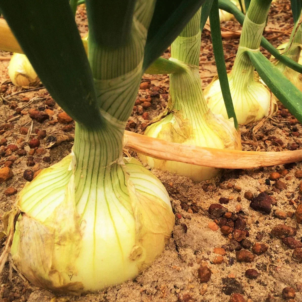 Vidalia Onion Seeds - Yellow Granex Variety for 2025 Planting - Noonday Sweet (Allium cepa)