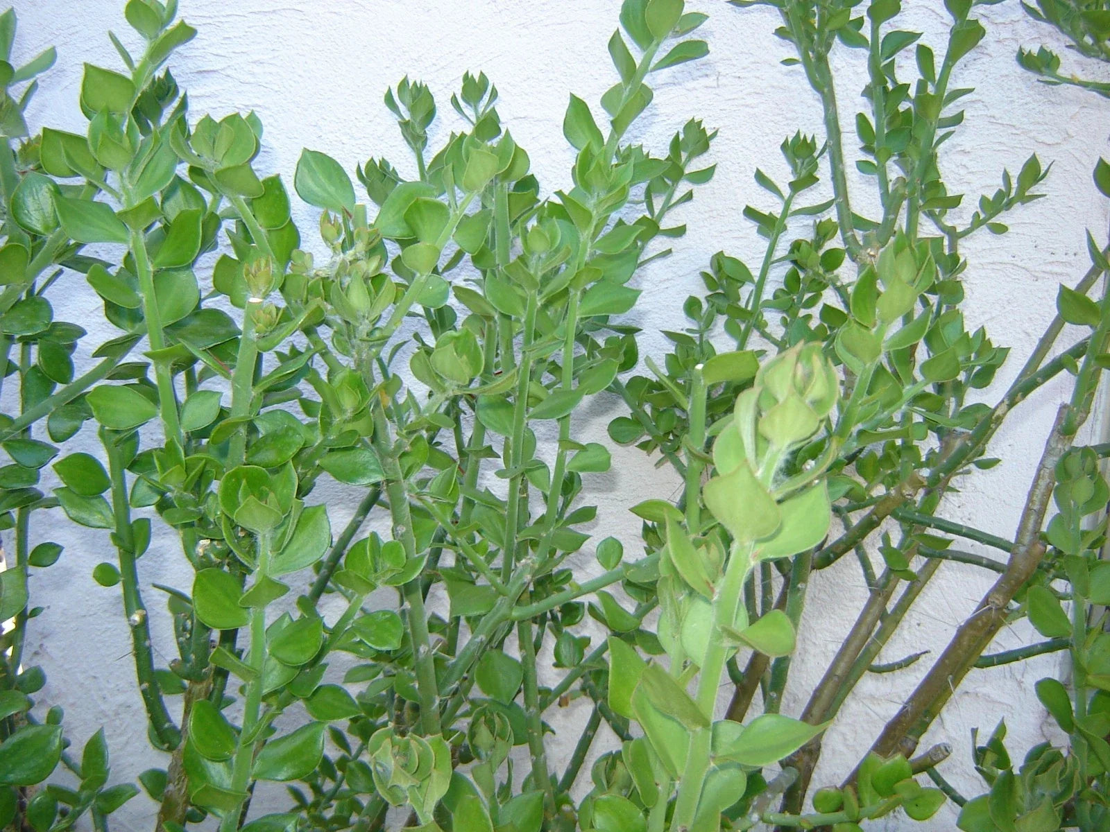 Pereskiopsis diguetii Grafting Stock Cuttings 5"-6" Top Side Cuttings - Cactus Grafting Variety