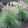 LARGE LIVE Adagio Maiden Grass Plant Clump - Fully Rooted (Miscanthus sinensis 'Adagio')