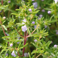 Summer Savory Herb Seeds, Non-GMO, Chubrica Variety, Multiple Sizes Available, Free Shipping