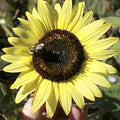 LEMON QUEEN SEEDS - 100+ Large, Colorful, Rare Flower Seeds - Helianthus annuus