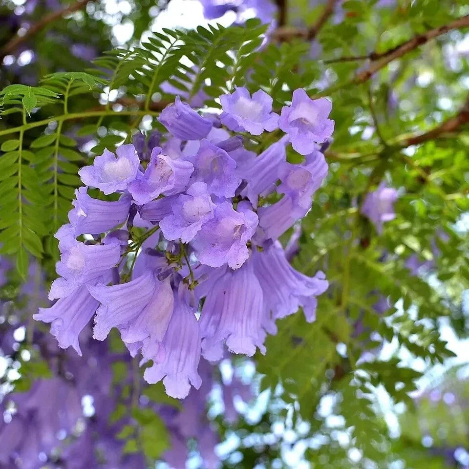 Jacaranda Seeds, 50 Count, Mimosifolia, Purple Flowering Tree, USA Seller, 2024