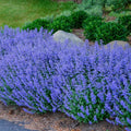 Catnip Seeds - 200+ Non-GMO Heirloom Perennial Herb - Bug Repelling - Nepeta cataria