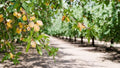 Almond Tree Seeds - 10 Seeds - Organic Almond Variety - Prunus dulcis