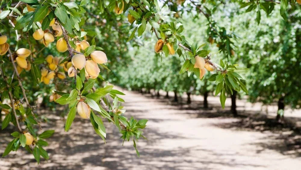Almond Tree Seeds - 10 Seeds - Organic Almond Variety - Prunus dulcis