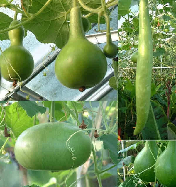 Large Mixed Gourd Seeds - Fresh Variety for Planting - Cucurbita Pepo