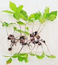 Oak Tree Sapling 6"-12" Assorted Variety with Acorn & Roots Intact (Quercus spp.) - New England